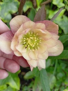 Helleborus "Double Apricot"