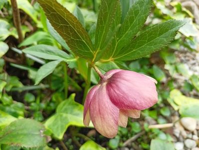 Helleborus "Double Apricot"