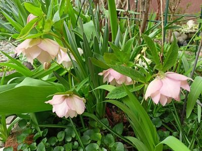 Helleborus "Double Ellen Pink"