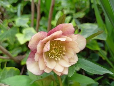 Helleborus "Double Apricot"