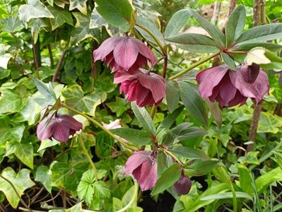 Helleborus "Double Ellen Purple"