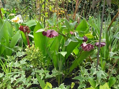 Helleborus "Double Aubergine"