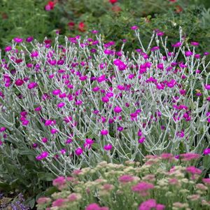 Lychnis coronaria