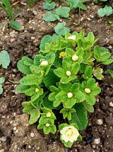 Img.2024.03.16-primula