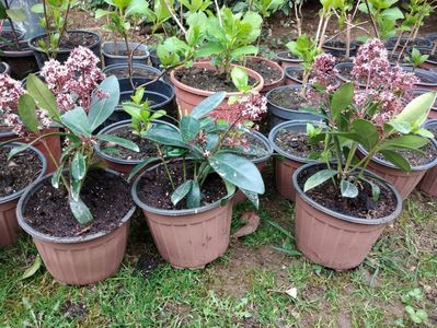 Skimmia japonica; Mai avem disponibile 3 Skimmia
30 lei/buc
Negrești-Oaș
