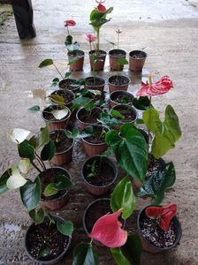 Anthurium; Inmultire prin divizarea tufelor
