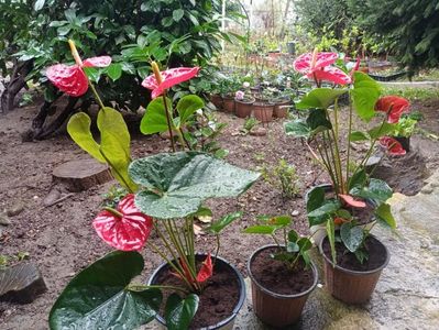 Anthurium; Inmultire prin divizarea tufelor
