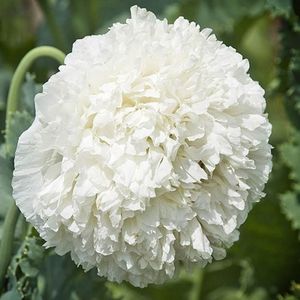 PAPAVER_PAEONYFLORUM_WHITE_CLOUD