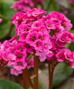 Bergenia -2