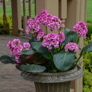 Bergenia -1