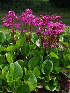 Bergenia- 4