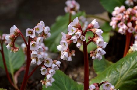 bergenia-7