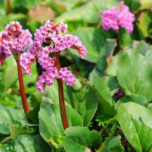 bergenia-8