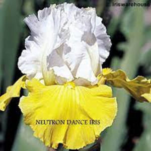 Iris Neutron Dance - rizom - 8 lei/buc; Iris Neutron Dance - rizom cu rădăcini și frunze foarte bine dezvoltate.Înflorește la începutul lunii mai, floarea este mare, foarte frumoasă și deosebită, de culoare galben si alb î. Floarea este pe 
