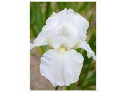 Iris Immortality Parfumat -rizom 10lei/buc; Iris Immortality - rizom cu rădăcini și frunze foarte bine dezvoltate.Înflorește la începutul lunii mai, floarea este mare, foarte frumoasă și parfumată, de culoare alb imaculat. Floarea este pe tulpi
