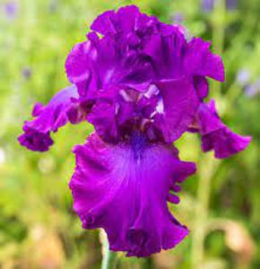 Iris Gypsy Romance Parfumat- 10 lei/buc; Iris Gypsy Romance - rizom cu rădăcini și frunze foarte bine dezvoltate.Înflorește la începutul lunii mai, apoi in august, floarea este mare, foarte frumoasă și parfumată, de culoare alb indigo. Floar
