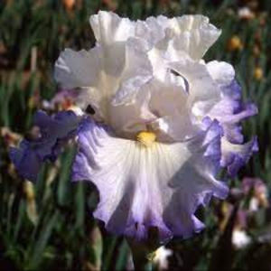 Azur Icicle - rizom 8leibuc; Iris Azur Icicle - rizom cu rădăcini și frunze foarte bine dezvoltate.Înflorește la începutul lunii mai, floarea este mare, foarte frumoasă și deosebită, de culoare alba cu margini dantelate lila.
