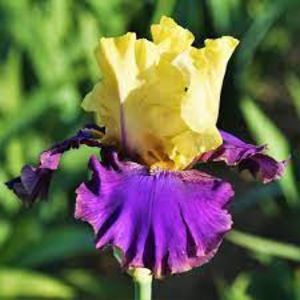 Jurasic Park -rizom 9 lei/buc; Iris Jurasic Park - rizom cu rădăcini și frunze foarte bine dezvoltate.Înflorește la începutul lunii mai, apoi in august, floarea este mare, foarte frumoasă și parfumată, de culoare galben si indigo.
