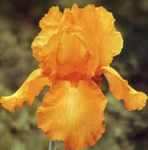Savana sunset -rizom 8 lei/buc; Iris Savana sunset - rizom cu rădăcini și frunze foarte bine dezvoltate.Înflorește la începutul lunii mai, apoi in august, floarea este mare, foarte frumoasă și parfumată, de culoarea auriu.
