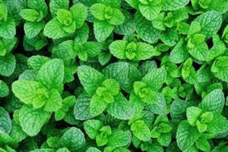Menta Egipteana - 5 lei/ghiveci; Acest tip de m
