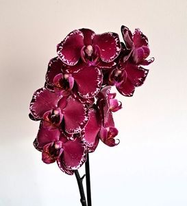 Yu Pin Burgundy ”5051”