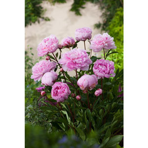Bujor Sarah-Bernhardt -20lei/3-5ochi; Bujorul Sarah Bernhardt este un bujor bogat cu inflorire  deosebita cu flori mari, pline de culoare roz pastel.  Infloreste in luna mai- inceputul lunii iunie.
