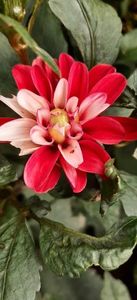 received_427887649636764