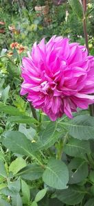 received_474202841600634