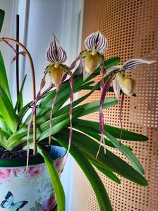 Paph. Philippinense