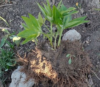 Epuizat Helleborus viridis tufa 35 lei.