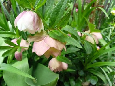 Helleborus "Double Ellen Pink"