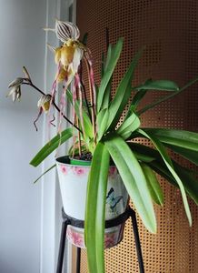 Paph. Philippinense