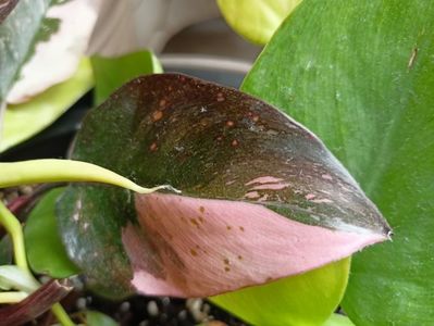 Philodendron Pink Princess Marble Galaxy