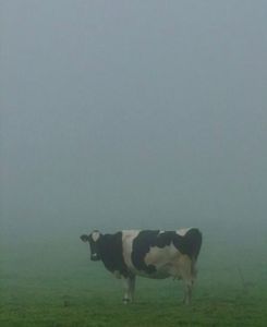 Holγ cow!
