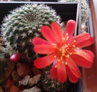 Rebutia deminuta