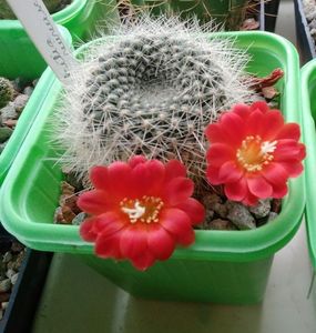 Rebutia minuscula