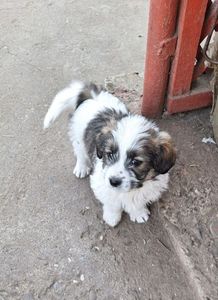 MUSTAȚĂ