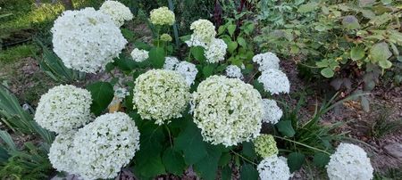 Hortensie Anabelle