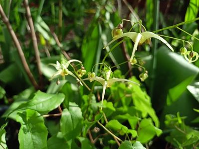 Epimedium Domino