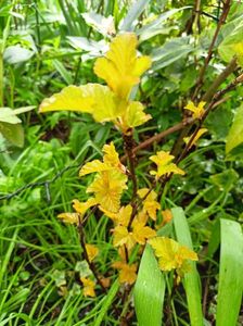 Physocarpus Amber Jubilee