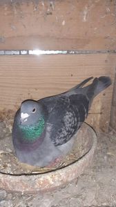 IMG-20240326-WA0029