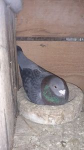IMG-20240326-WA0031