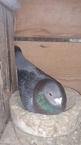 IMG-20240326-WA0030