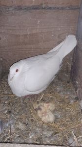 IMG-20240326-WA0032