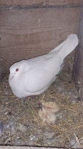 IMG-20240326-WA0023