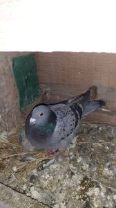 IMG-20240325-WA0021