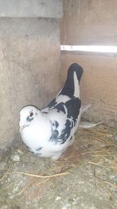 IMG-20240325-WA0000