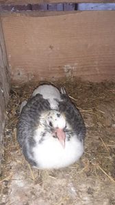 IMG-20240326-WA0026