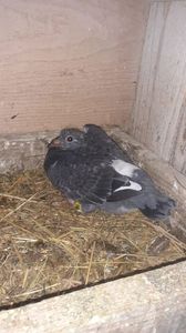IMG-20240326-WA0028