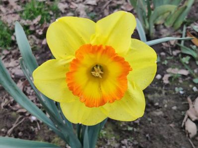 23_Delibes_R10_flori foarte mari